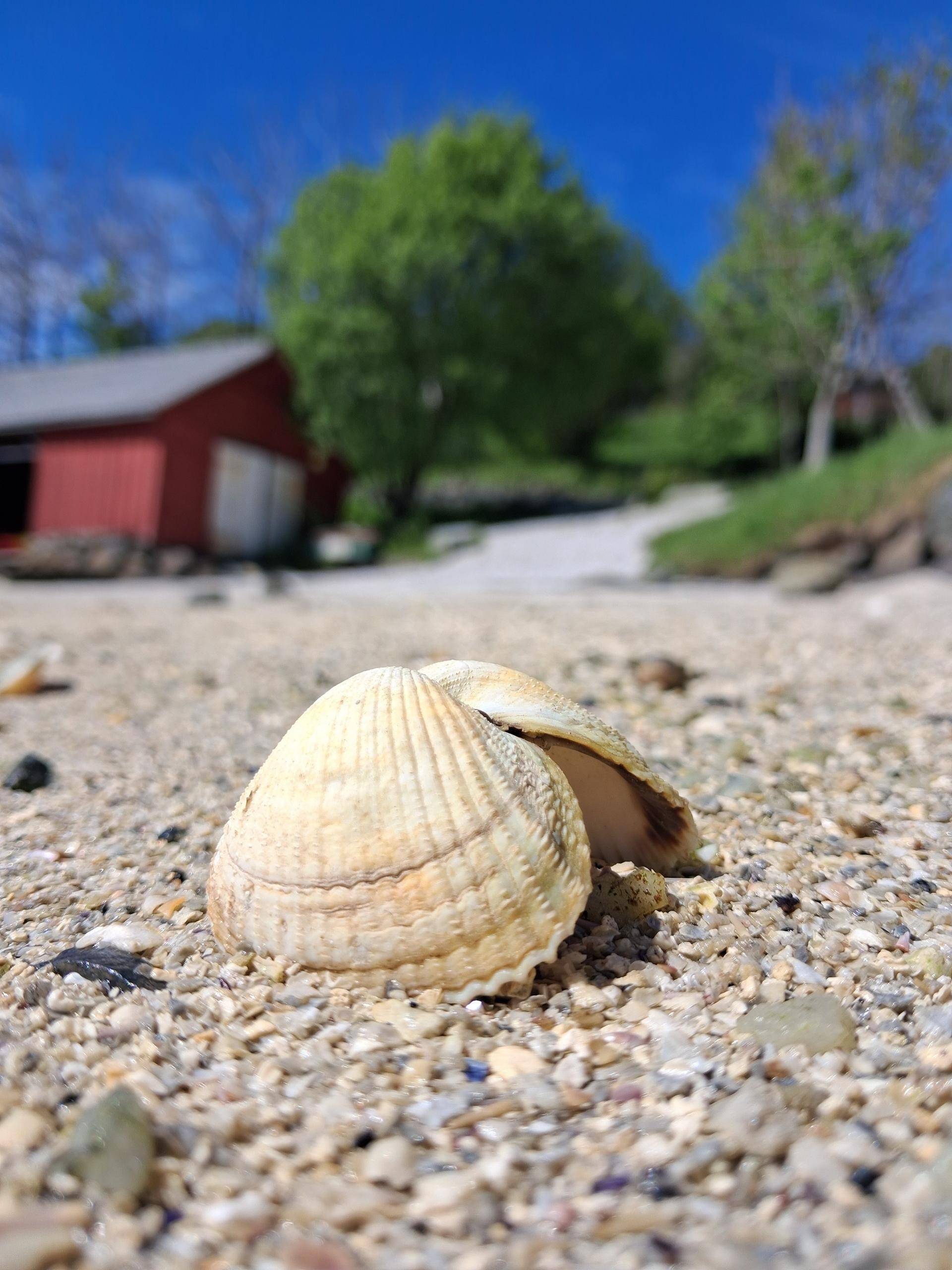Skjel på strand i fint vær. Foto. Mona Hjønnevåg